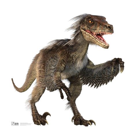 Illustration by Natural History Museum Velociraptor