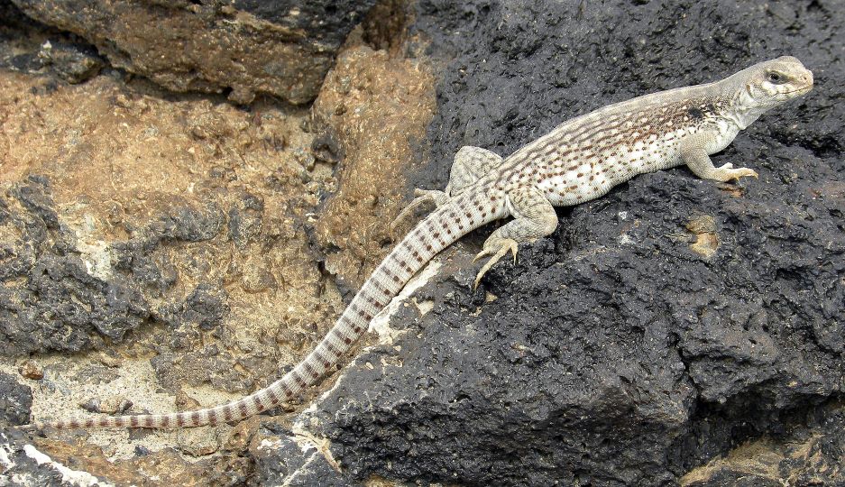 Photo by Wilson44691, Wikimedia Creative Commons Zero A desert iguana basking on a rock