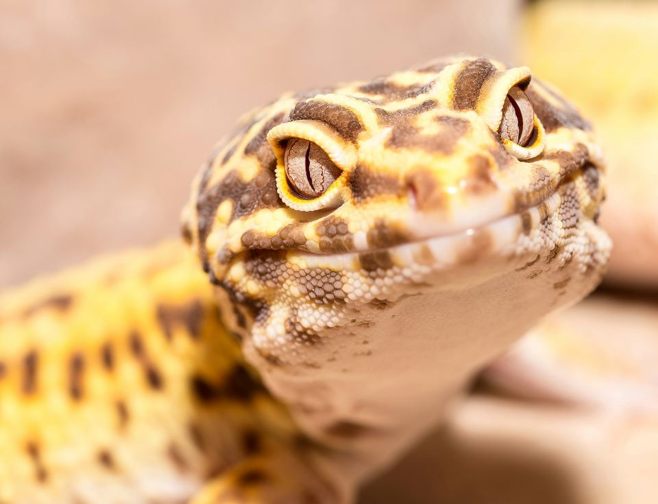 Photo by Andy Holmes, Unsplash free Licence Gecko