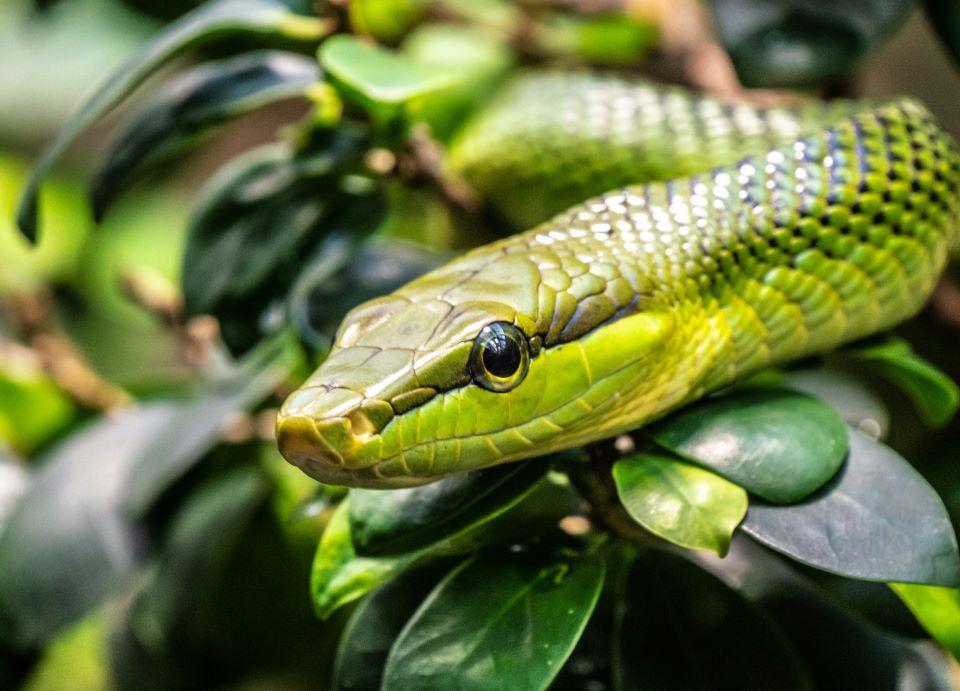Photo by Chris Curry, Unsplash free Licence Red-tailed Green Ratsnake