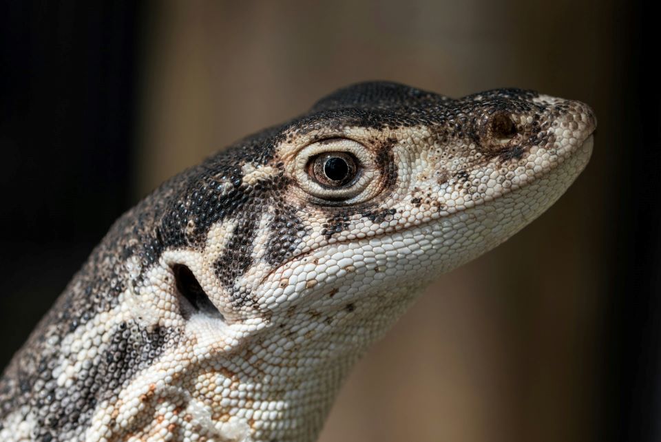 Photo by David Clode, Unsplash free Licence Monitor lizard