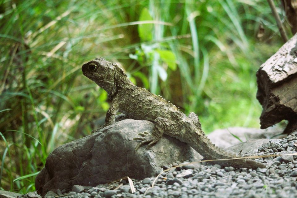 Photo by Janna Peat, Unsplash free Licence Tuatara