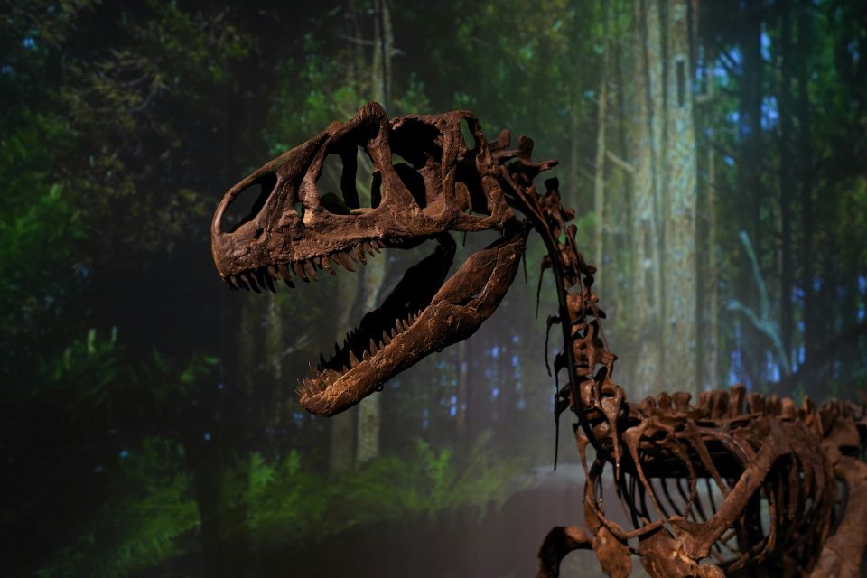 Archosaur skeleton