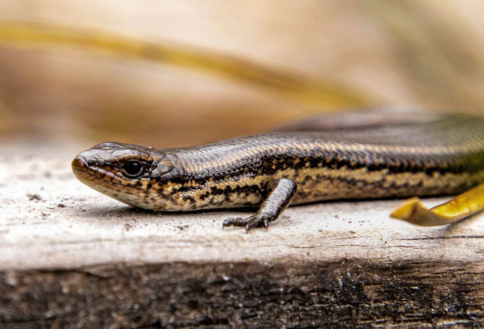Photo by Lottie Corin, Unsplash free Licence Skink basking on a log