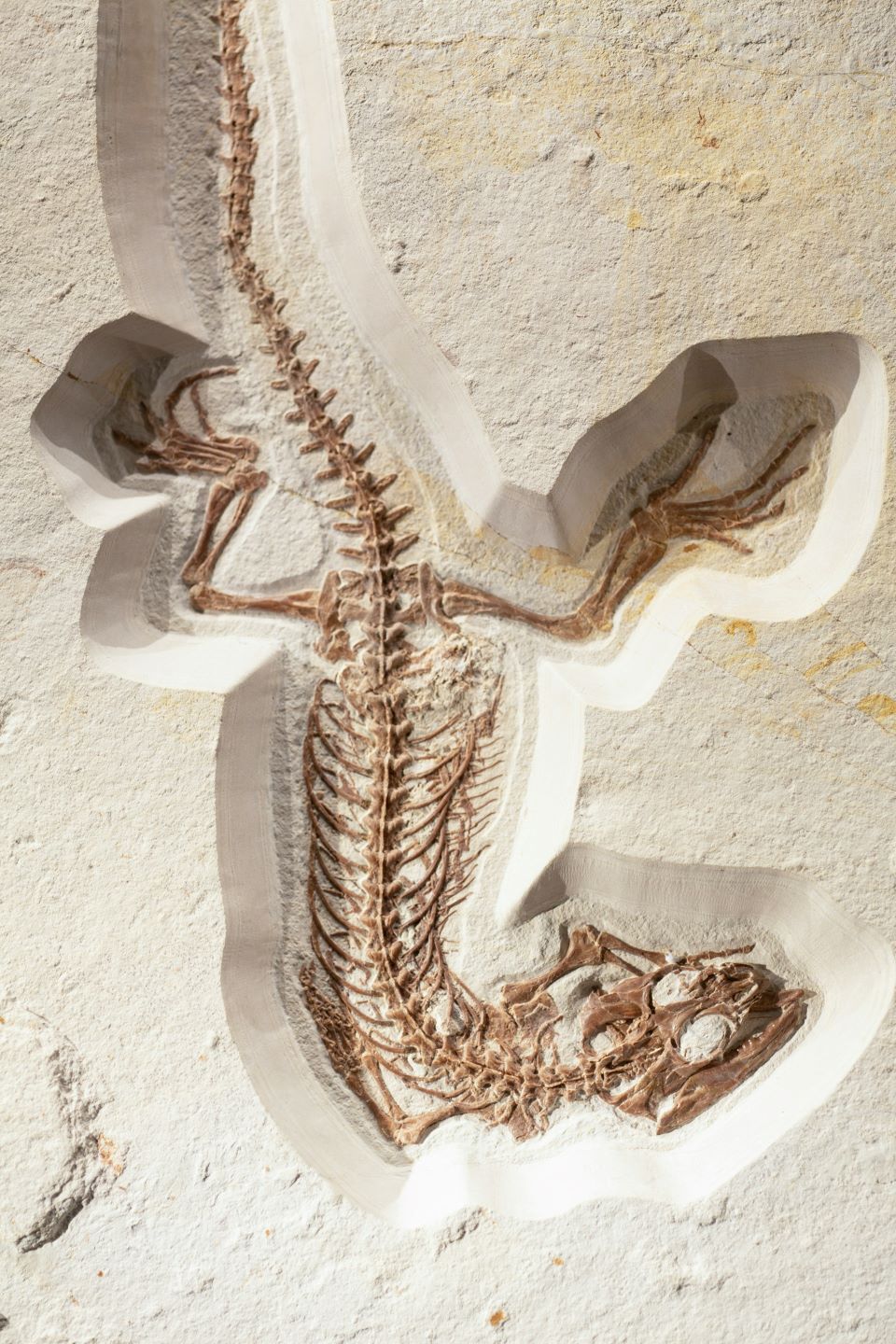 Photo by Markus Spiske, Unsplash free Licence Ancient fossil of a member of the Squamata order